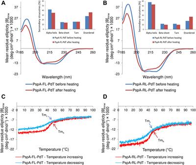 Peptide linker increased the stability of pneumococcal fusion protein vaccine candidate